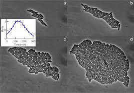 Microbial colony formation and growth curve