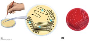 Streak-plate method illustration