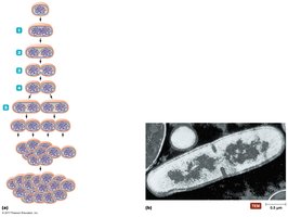 Binary fission stages