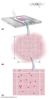 Cell counter for microbial estimation