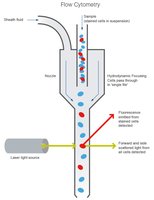Flow cytometry schematic