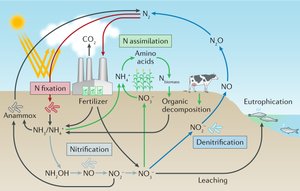Nitrogen cycle diagram
