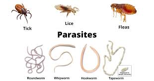 Examples of parasites