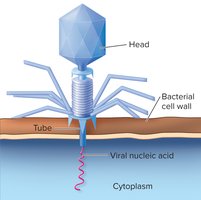 Bacteriophage structure and infection of a bacterial cell