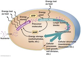 Overview of catabolism and anabolism in a cell