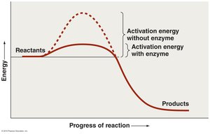 Effect of enzymes on activation energy