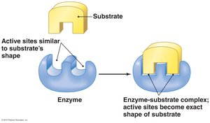 Enzyme-substrate specificity (induced fit model)