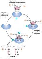 Process of enzymatic activity