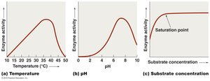 Effects of temperature, pH, and substrate concentration on enzyme activity