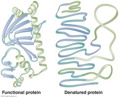 Denaturation of protein enzymes