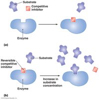 Competitive inhibition of enzyme activity