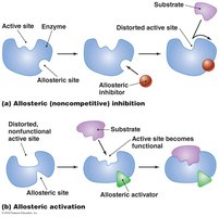 Allosteric control of enzyme activity