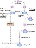 Feedback inhibition in metabolic pathways
