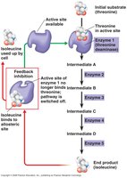 Feedback inhibition example with isoleucine