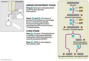 Glycolysis: energy-investment and lysis stages