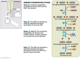 Glycolysis: energy-conserving stage