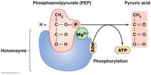 Substrate-level phosphorylation in glycolysis