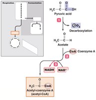 Formation of acetyl-CoA from pyruvate