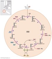 The Krebs cycle
