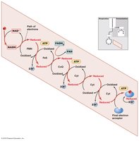 Electron transport chain