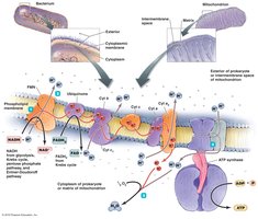Arrangement of electron transport chain complexes