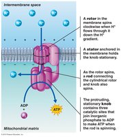 Structure and function of ATP synthase