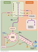 Summary of glucose catabolism