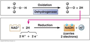 Dehydrogenation and reduction of NAD+ to NADH
