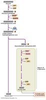 Pentose phosphate pathway