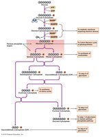 Entner-Doudoroff pathway