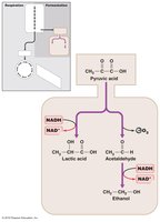 Fermentation pathways