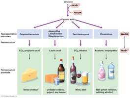 Representative fermentation products and organisms