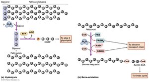 Catabolism of a fat molecule