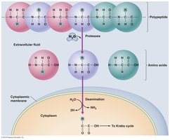 Protein catabolism