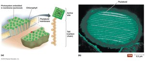 Photosynthetic structures in a prokaryote