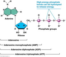 Structure of ATP and its high-energy phosphate bonds