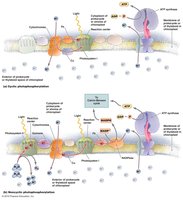 Cyclic and noncyclic photophosphorylation