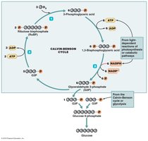Calvin-Benson cycle