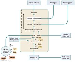 Role of gluconeogenesis in biosynthesis