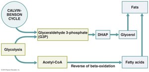 Biosynthesis of fat, a lipid