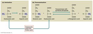 Amination and transamination in amino acid synthesis