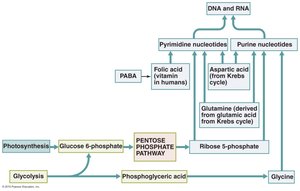 Biosynthesis of nucleotides