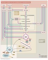Integration of cellular metabolism