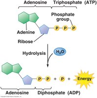 Hydrolysis of ATP to ADP and energy release