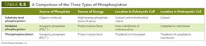 Comparison of the three types of phosphorylation