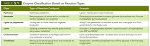 Enzyme classification based on reaction types