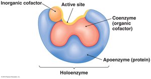 Structure of a holoenzyme with cofactors