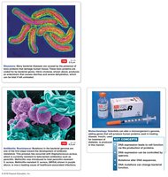 Bacterial chromosomes and genetic manipulation