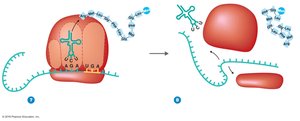 Translation termination and polypeptide release