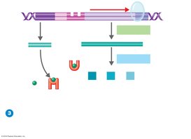 Inducible operon: lac operon regulation